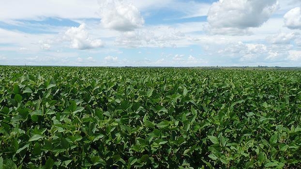 Monsanto und die Macht des Soja