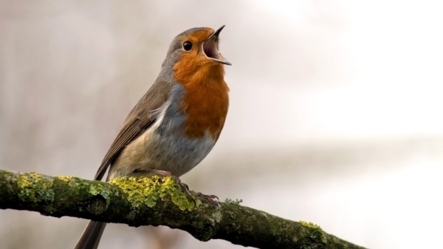 «Wessen Morgen ist der Morgen?» – Politische Lieder singen und ihre Geschichte erkunden