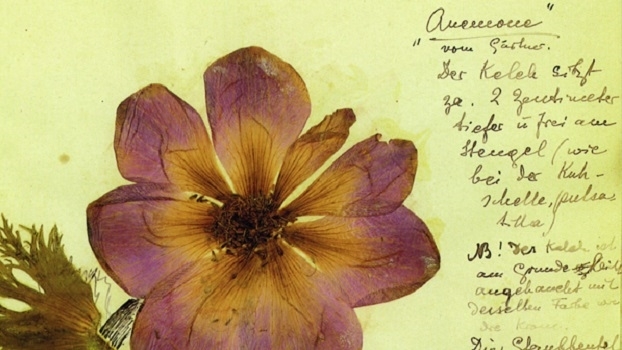 Blumengrüße der Freundinnen – Clara Zetkin und Rosa Luxemburg