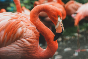 Albaniens „Flamingo-Revolution“